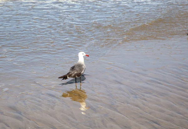 Калифорнийская чайка прогулка по пляжу — стоковое фото