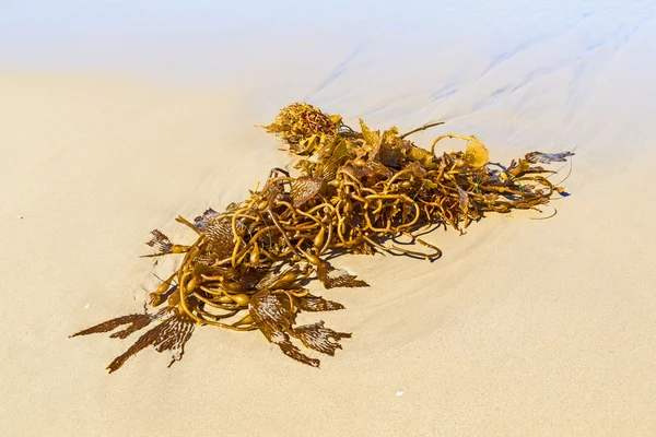 Морские водоросли на пляже утром — стоковое фото