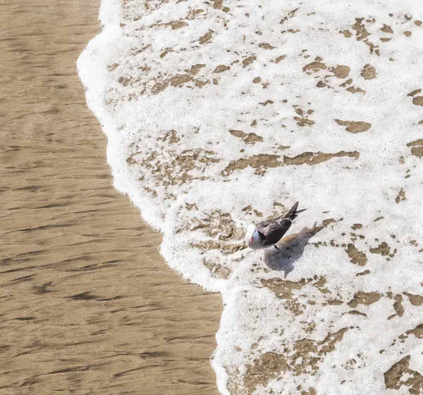 Californië meeuw wandelen op het strand — Stockfoto