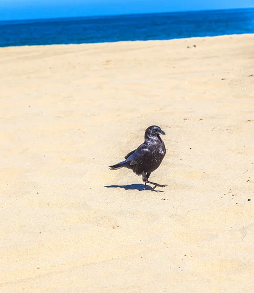 Pájaro negro caminando por la playa de arena y buscando gusanos a — Foto de Stock