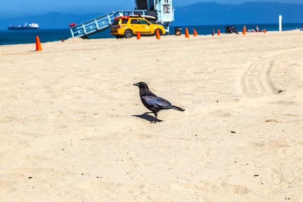 Černý pták procházky podél písečné pláže a hledá červy — Stock fotografie