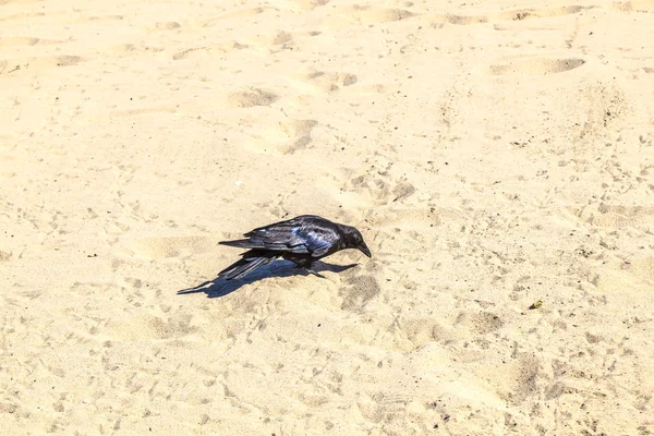 Pájaro negro caminando por la playa de arena y buscando gusanos a — Foto de Stock