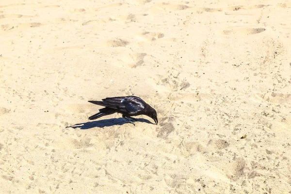 Черная птица гуляет по песчаному пляжу и ищет червей — стоковое фото
