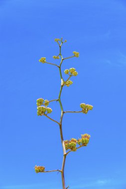 ayrıntılı mavi ile çölde sarı çöl çiçek çiçeklenme