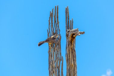 Bird sitting on an old dead tree and watches the area clipart