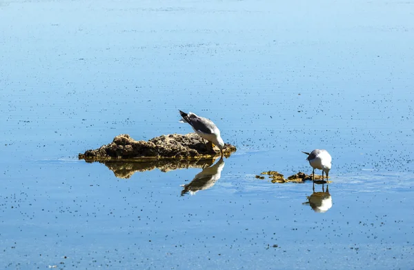 California gaviota volando sobre el hermoso lago Mono — Foto de Stock
