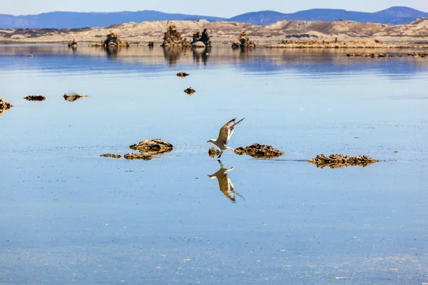 Καλιφόρνια Γλάρος που πετούν πάνω από την πανέμορφη λίμνη ΜΟΝΟ — Φωτογραφία Αρχείου