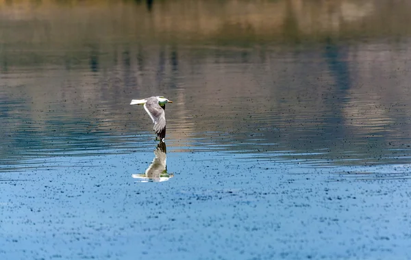 美丽的单声道湖上空飞行的加利福尼亚鸥 — 图库照片