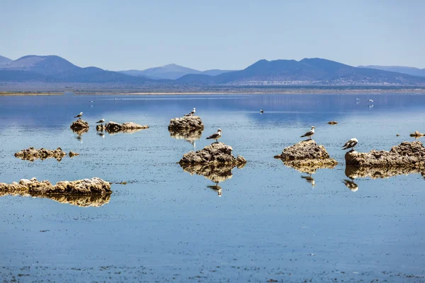 Kalifornische Möwe fliegt über den schönen Mono-See — Stockfoto