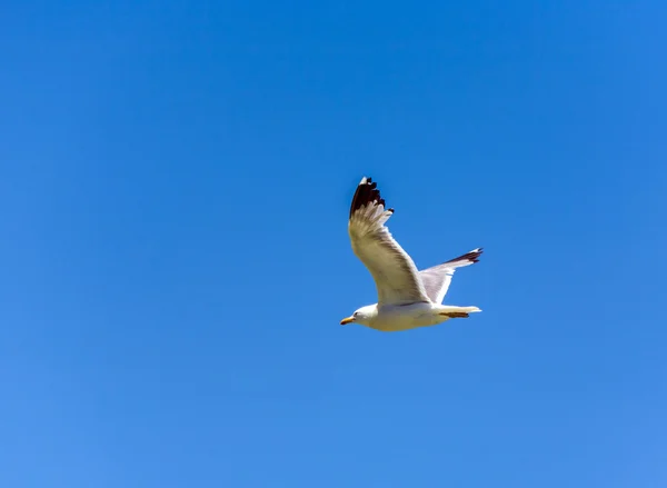 美丽的单声道湖上空飞行的加利福尼亚鸥 — 图库照片