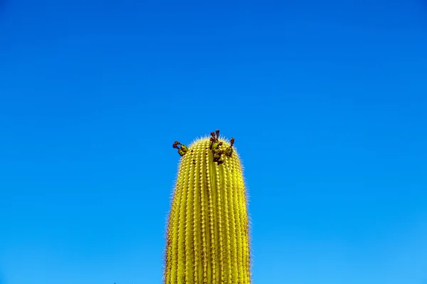 Hermoso cactus en la zona del desierto —  Fotos de Stock