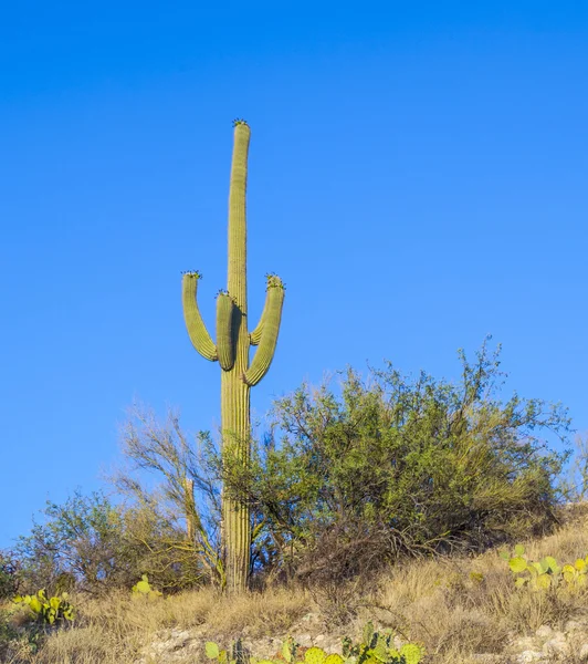 Красивий кактус в пустелі — стокове фото