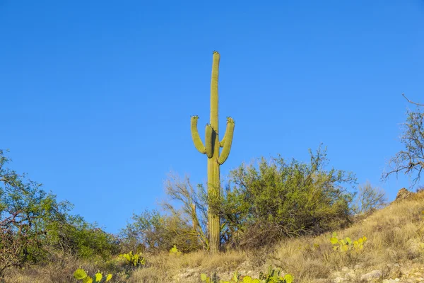 Hermoso cactus en la zona del desierto —  Fotos de Stock