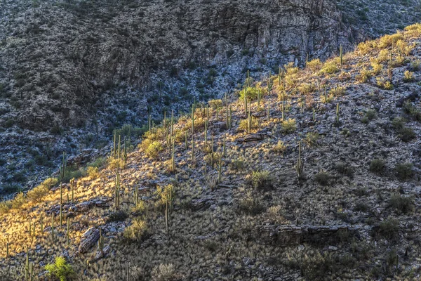 Puesta de sol con hermosos cactus verdes en el paisaje — Foto de Stock