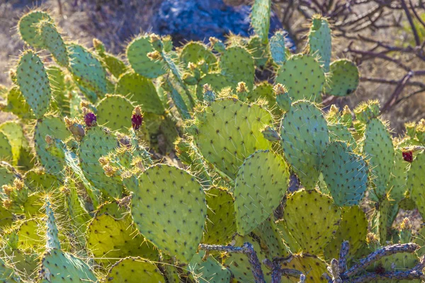 Západ slunce s krásné zelené kaktusy v krajině — Stock fotografie