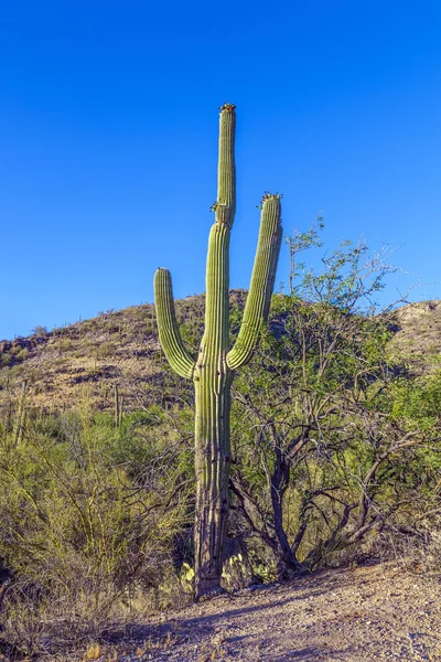 Naplemente, a táj gyönyörű zöld kaktuszok — Stock Fotó