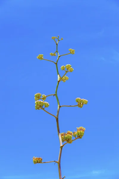 Floreciente flor amarilla del desierto en detalle en el desierto con azul — Foto de Stock