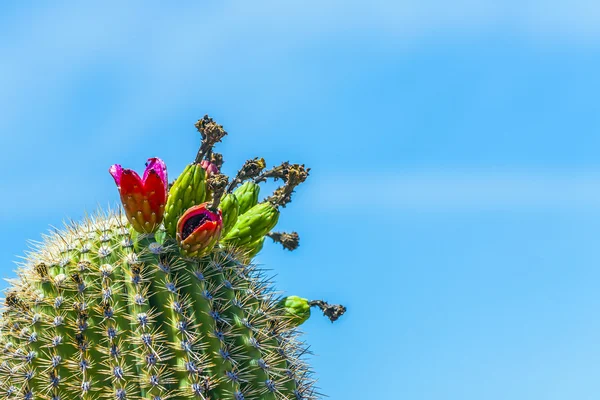 Cacto florescendo em detalhe no deserto com céu azul — Fotografia de Stock