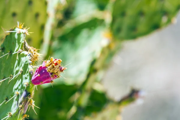 Lesen Sie die blühenden Früchte eines Kaktus im Detail in der Wüste — Stockfoto