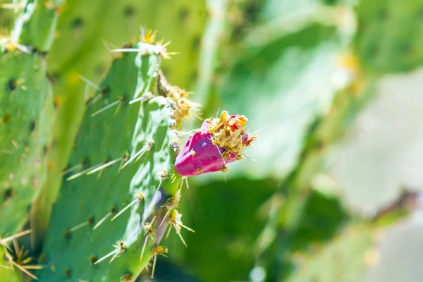 Lesen Sie die blühenden Früchte eines Kaktus im Detail in der Wüste — Stockfoto