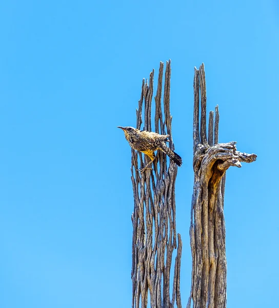 Pájaro sentado en un viejo árbol muerto y observa la zona — Foto de Stock