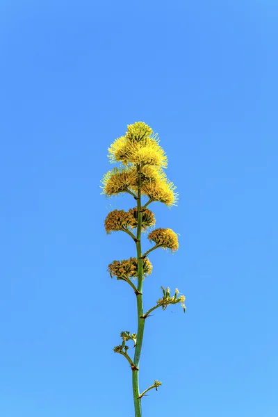 Blooming yellow desert flower in detail in the desert with blue — Stock Photo, Image