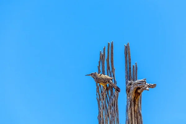 Pájaro sentado en un viejo árbol muerto y observa la zona —  Fotos de Stock