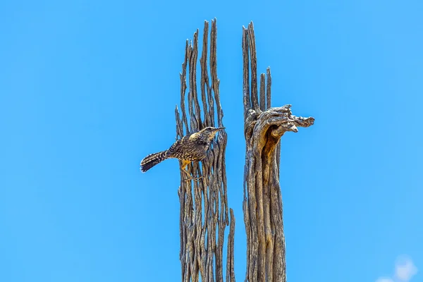 Pták sedí na starého uschlého stromu a sleduje oblast — Stock fotografie