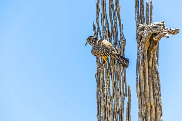 Fågel sitter på ett gammalt döda träd och klockor området — Stockfoto