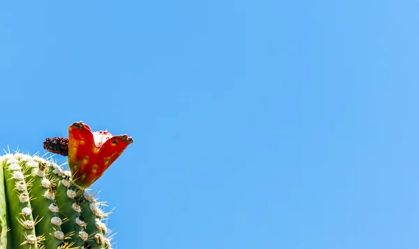 青空の砂漠でサボテンを詳しく咲かせ — ストック写真