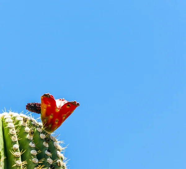 青空の砂漠でサボテンを詳しく咲かせ — ストック写真