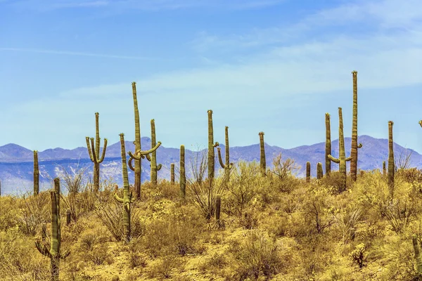 Virágzó kaktusz részletesen a sivatagban kék ég — Stock Fotó