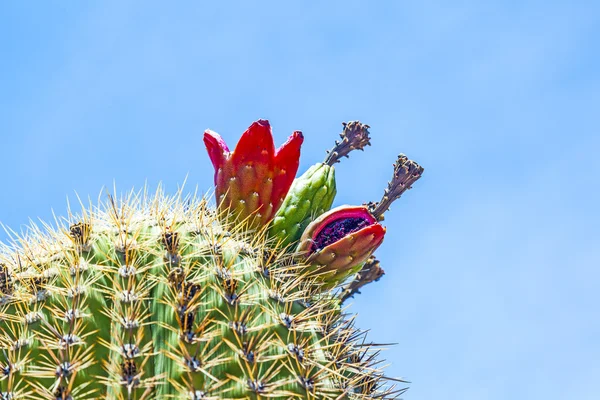 Cactus floreciente en la zona desértica con cielo azul —  Fotos de Stock