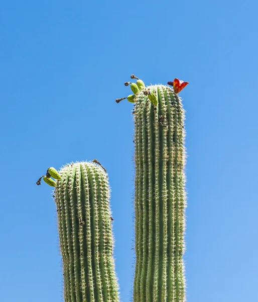 Цветущий кактус в пустыне с голубым небом — стоковое фото