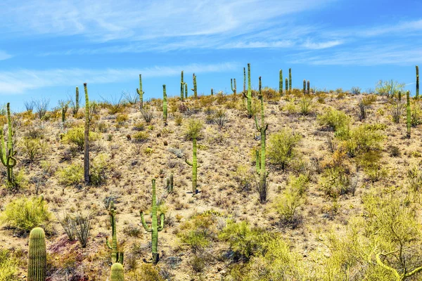 Kakteen in der Wüste mit blauem Himmel — Stockfoto