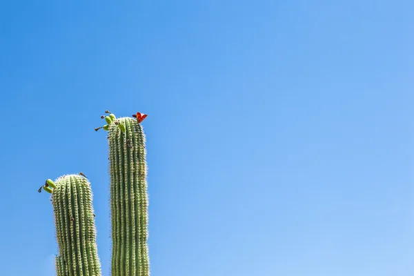 Blühender Kaktus im Wüstengebiet mit blauem Himmel — Stockfoto