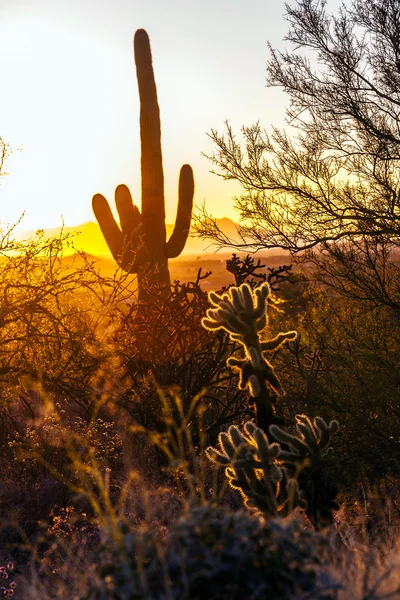 Cactus in the desert — Stock Photo, Image