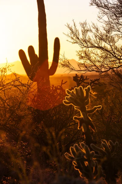 Cacto no deserto — Fotografia de Stock