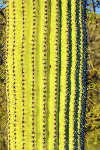 Kaktus i öknen — Stockfoto