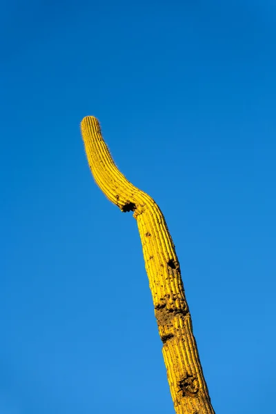 Kaktusy na pustyni — Zdjęcie stockowe