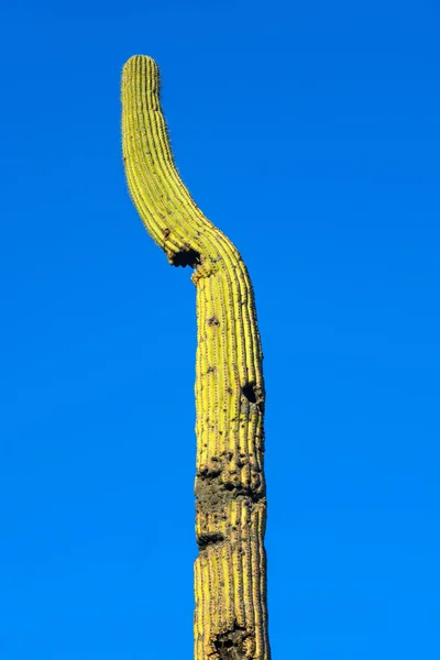 Kaktusz a sivatagban — Stock Fotó