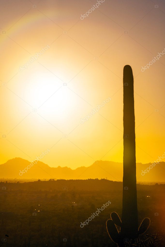 Cactus In The Desert — Stock Photo © Hackman 12188960