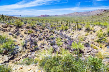 Beautiful mountain desert landscape with cacti clipart