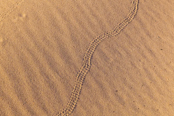 사막에서 모래 언덕에서 뱀의 마크 — 스톡 사진