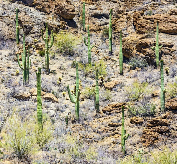 Beautiful mountain desert landscape with cacti — Stock Photo, Image