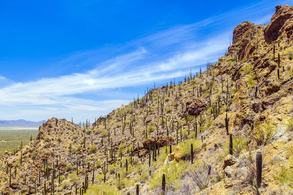 Vackra ökenlandskap med kaktusar — Stockfoto