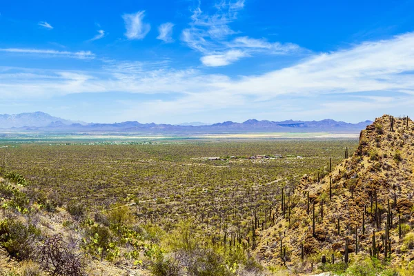 Hermoso paisaje del desierto de montaña con cactus — Foto de Stock