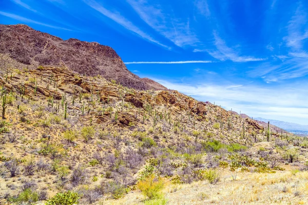 Prachtige berg woestijn landschap met cactussen — Stockfoto