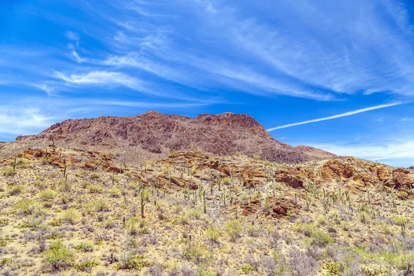 Bela paisagem do deserto de montanha com cactos — Fotografia de Stock
