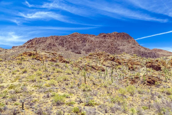 Красивий гірський пустельний пейзаж з кактусами — стокове фото